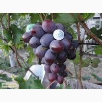 Продам лозу винограда (чубуки)
