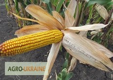 Фото 2. Семена кукурузы венгерской Вудсток Гибрид ТК 195 - ФАО 230