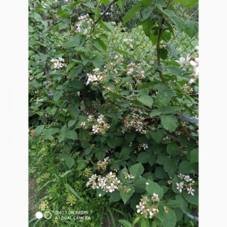 Ежевика садовая РЕД Диамант- ягоды алого цвета с вкусом малины