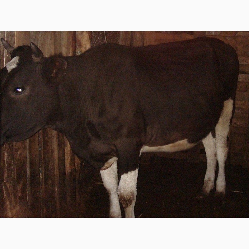 Фото 2. Продам телок от молочный коров 2 штуки, Голштинская порода