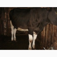 Продам телок от молочный коров 2 штуки, Голштинская порода