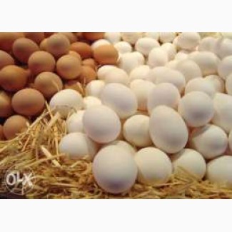 Інкубаційне яйце птиці