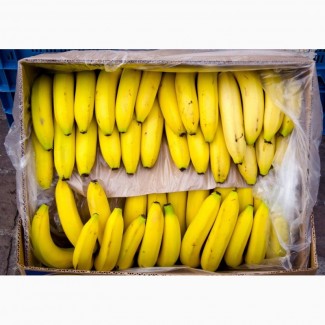 Продам банан оптом, Эквадор, Колумбия, Коста-Рика