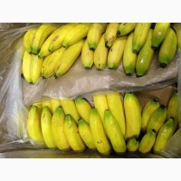 Продам банан оптом, Эквадор, Колумбия, Коста-Рика
