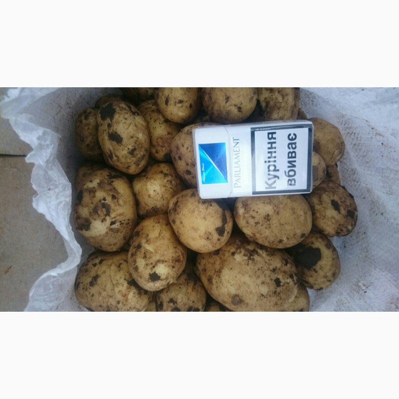 Фото 3. Продам товарный картофель, сорт Ривьера