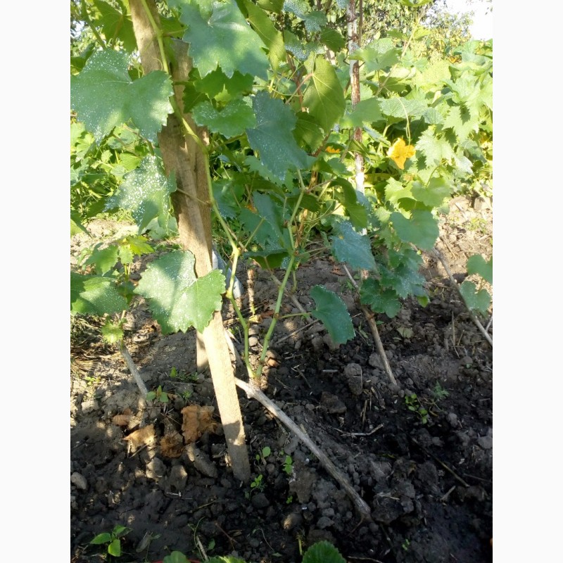 Фото 3. Саженцы винограда К-м Спартанский сидлис