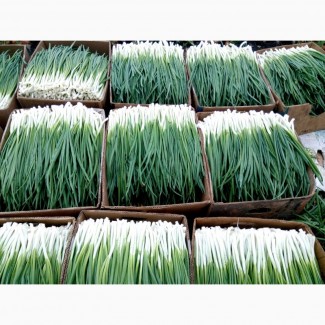 Продам зеленый лук большие обьемы