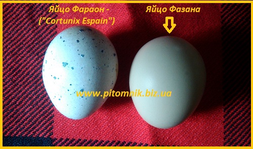 Фото 3. Яйца инкубационные перепела Фараон (селекция Espana)