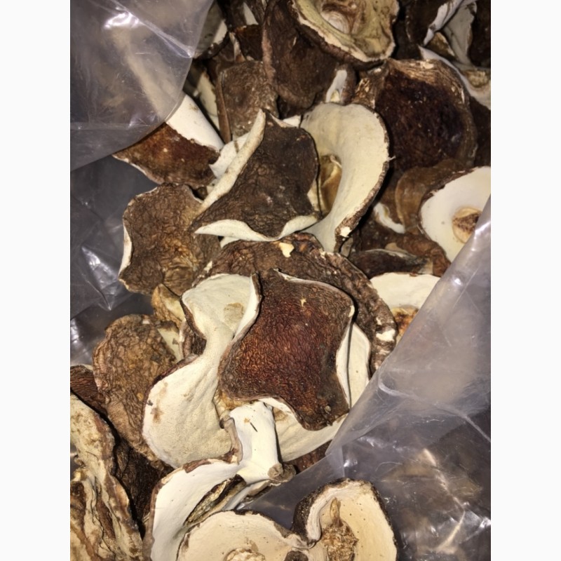 Фото 2. Продам білі сушені гриби