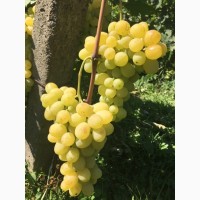 Продам виноград столовых сортов (Закарпатье)
