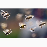 Пчелиное маточное молочко натуральное, гарантия качества, доставка по Украине