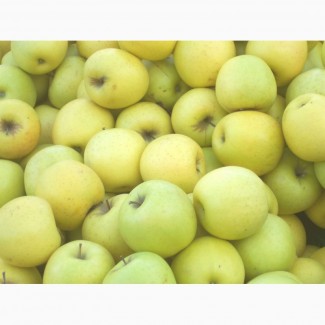 Яблоки з свого саду оптом 4 гр торг Джонагольд Чемпіон Голден