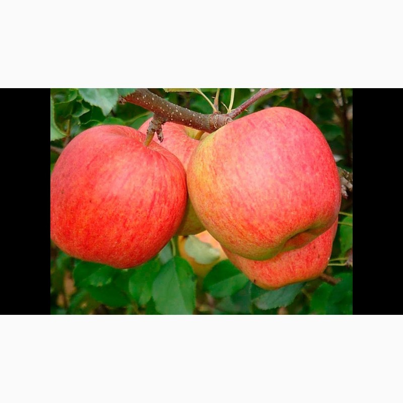 Фото 3. Яблоки з свого саду оптом 4 гр торг Джонагольд Чемпіон Голден