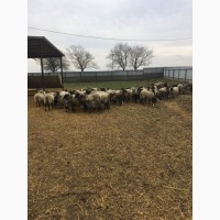 Продам овець романівської породи