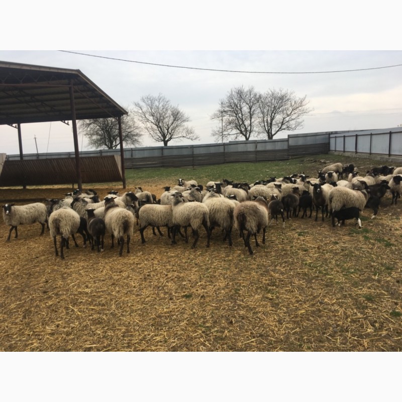 Фото 2. Продам овець романівської породи