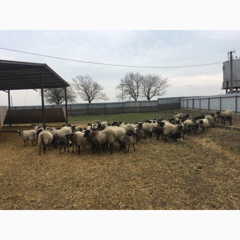 Фото 3. Продам овець романівської породи