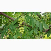 Орех Зибольда семена (10 штук) орех айлантолистный для выращивания саженцев, горіх