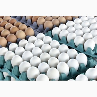 Fresh hen eggs C0, C1, C2 Export / Яйцо куринное свежее на Экспорт