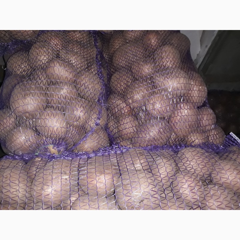 Фото 4. Продам товару картоплю, сорт скарб, бєлароса