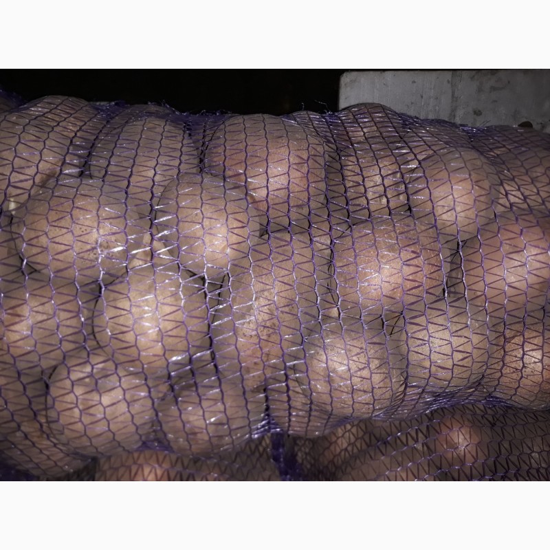 Фото 5. Продам товару картоплю, сорт скарб, бєлароса