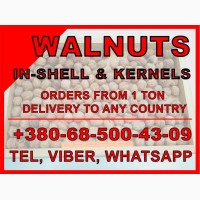 Грецкий орех наивысшего качества в Украине / Walnuts best quality in Ukraine/ Ceviz Teslim