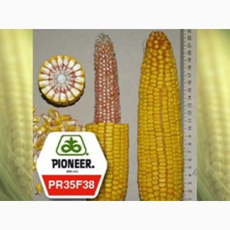 Семена кукурузы Pioneer PR35F38 Пионер