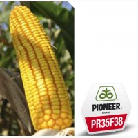 Семена кукурузы Pioneer PR35F38 Пионер