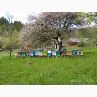 Продаються Бджолопакети Карпатської породи