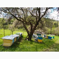 Продаються Бджолопакети Карпатської породи