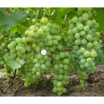 Саджанці та чубуки комплексностійких сортів винограду від виробника Виноград Ямполя