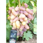 Саджанці та чубуки комплексностійких сортів винограду від виробника Виноград Ямполя