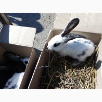 Продам кролі породи німецький й строкач