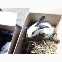 Продам кролі породи німецький й строкач