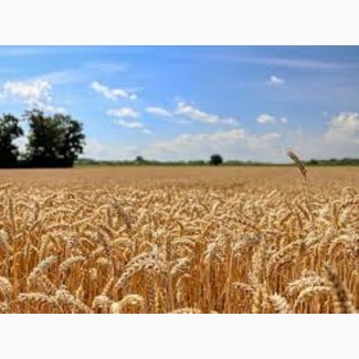 Семена озимой пшеницы КОЛОНИА Франция