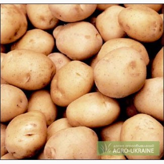 Семенной картофель продажа в Украине, посадочный семенной картофель купить в Украине