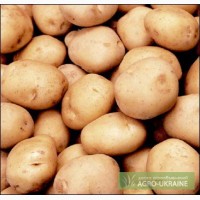 Семенной картофель продажа в Украине, посадочный семенной картофель купить в Украине