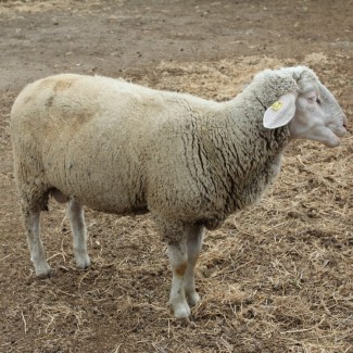 Племенные овцы породы Мериноландшаф