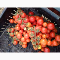Продам помидоры черри Киевская область