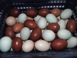 Фото 2. Иинкубационные яйца бройлеров КОББ 500, РОСС 308.Венгрия, Украина.Всегда в наличии