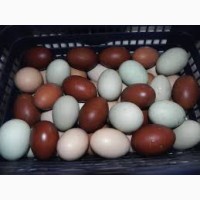 Иинкубационные яйца бройлеров КОББ 500, РОСС 308.Венгрия, Украина.Всегда в наличии