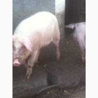 Продаж свиней