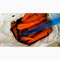 Продам морковь на переработку