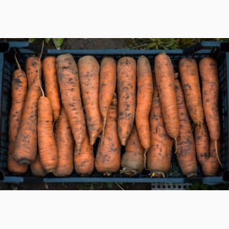 Продам Морковь оптом есть обьемы