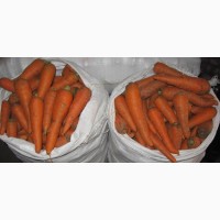 Продам Морковь оптом есть обьемы