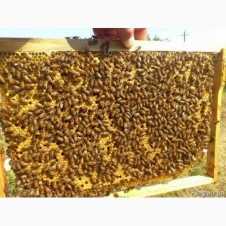 Продам пчелопакеты с 20 - апреля, рамка Рут, порода Итальянка