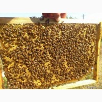 Продам пчелопакеты с 20 - апреля, рамка Рут, порода Итальянка