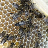 Продам бджоломатки / матки Карпатки плідні