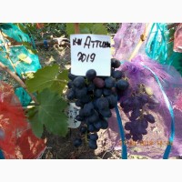 Саженец винограда кишмиш Аттика