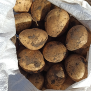Фото 2. Продам товарну картоплю сорту Арізона