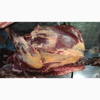 Мясо говядины: коровы полутуши